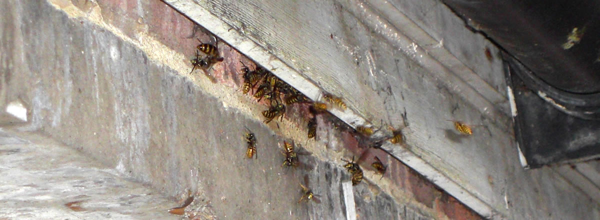 蜜蜂、黄蜂和大黄蜂如何远离
