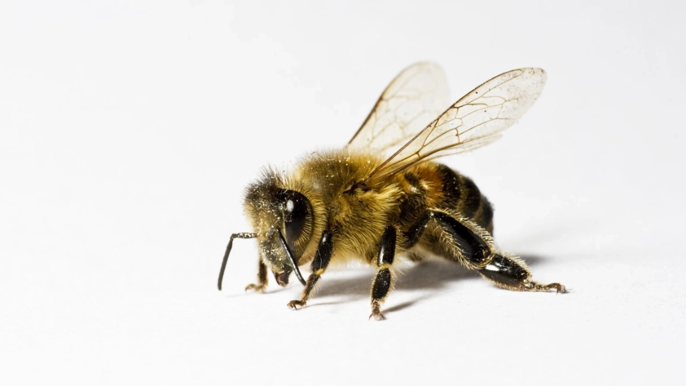 Wood Edge Bee