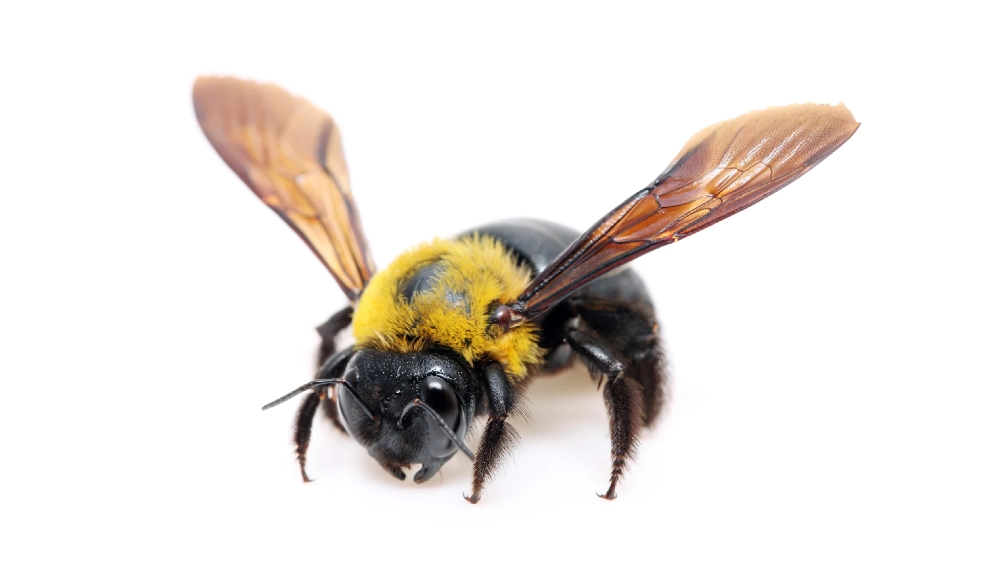 Carpenter bees