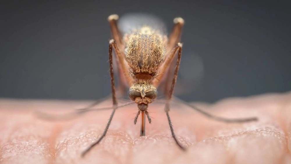 Mosquito feeding on skin 