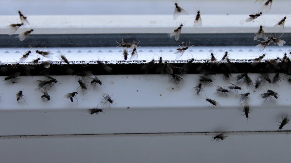 Swarm of flies on the inside of a window 