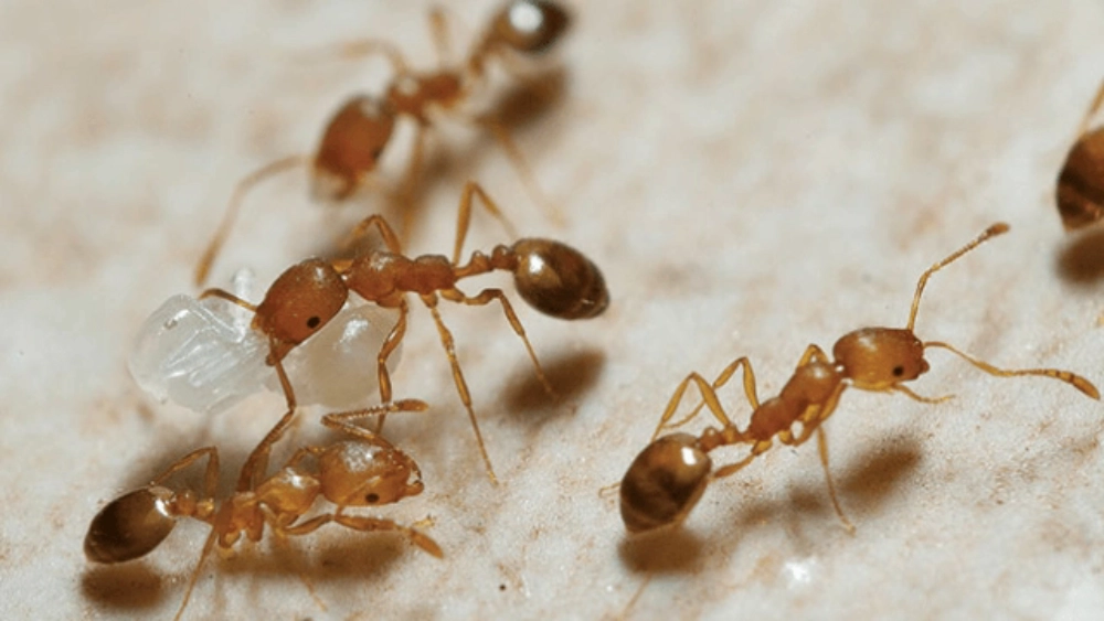 Pharoah ant