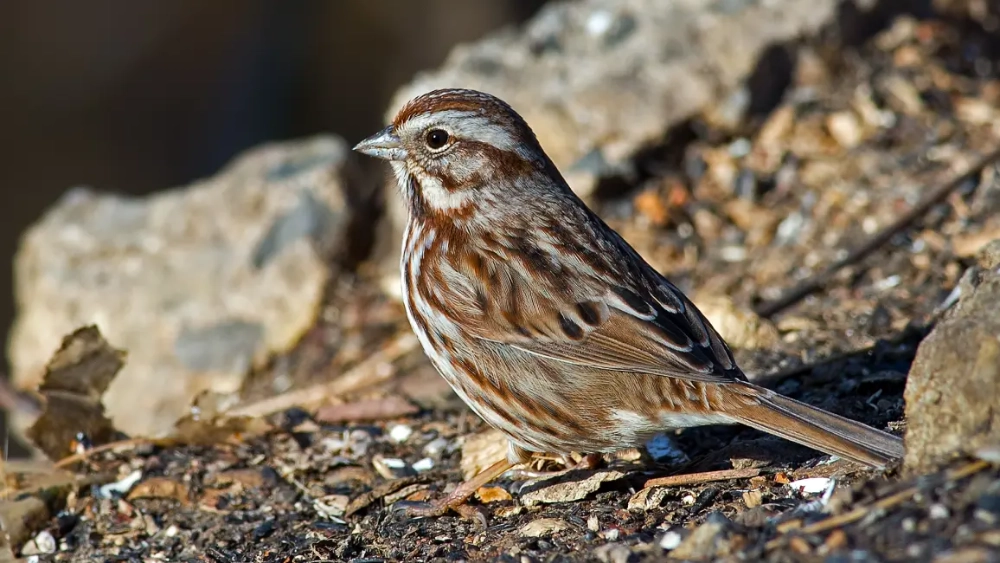 sparrow