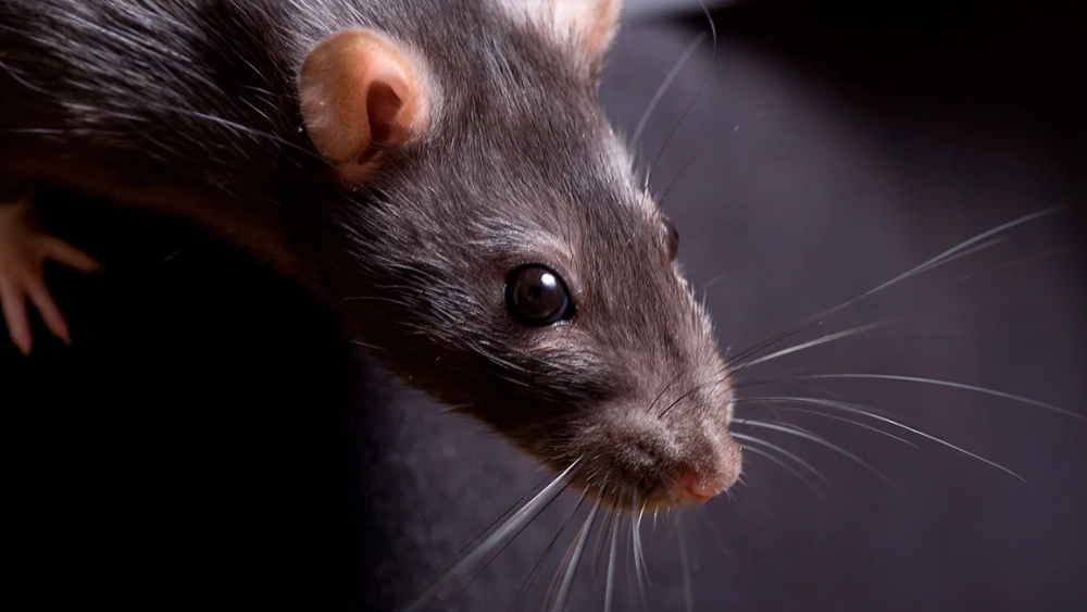 Close up black rat