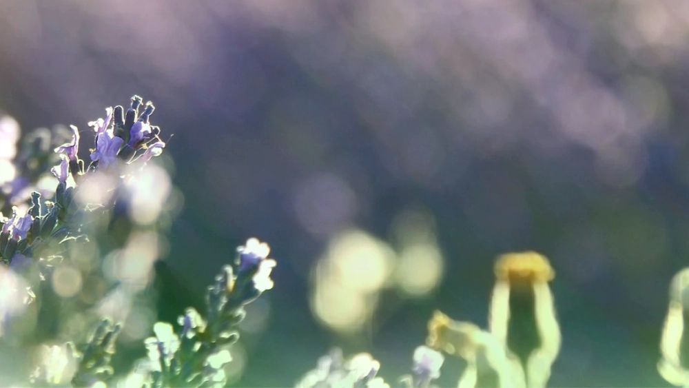 initial-hk-image-lavender-dream.webp