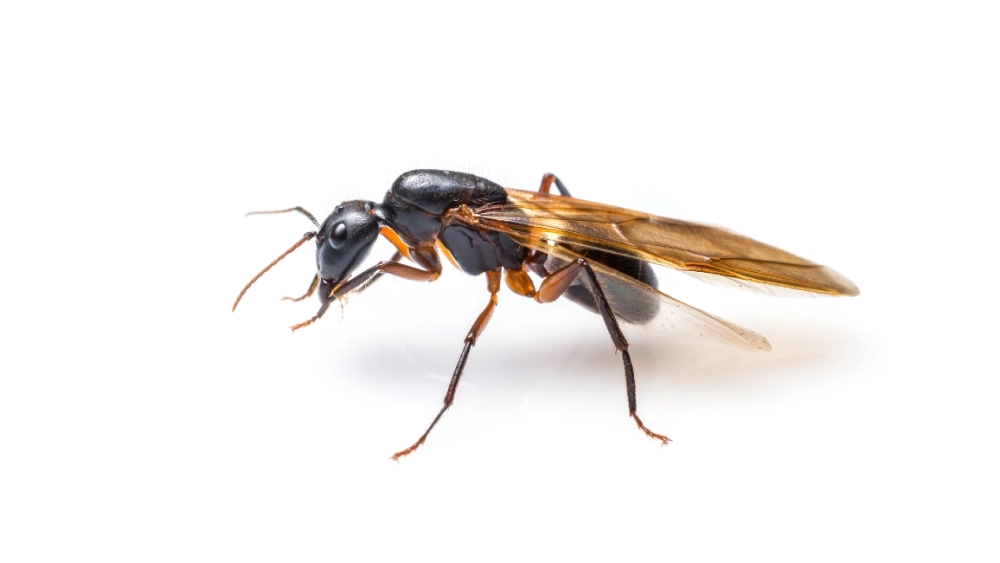 Close up flying ant