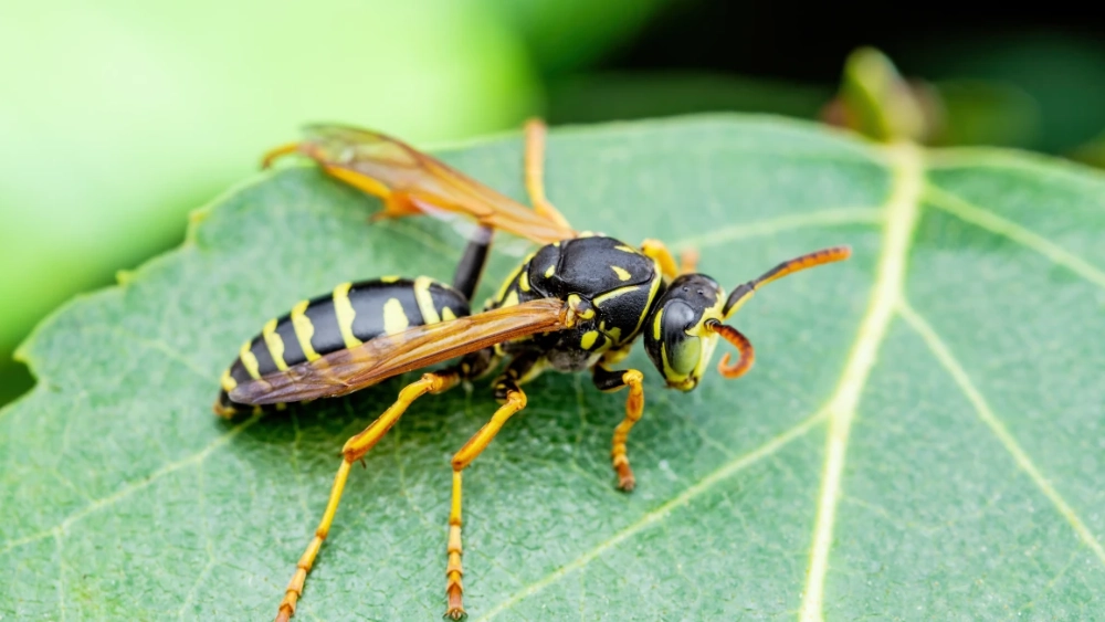 Yellow jackets (Social Wasp)