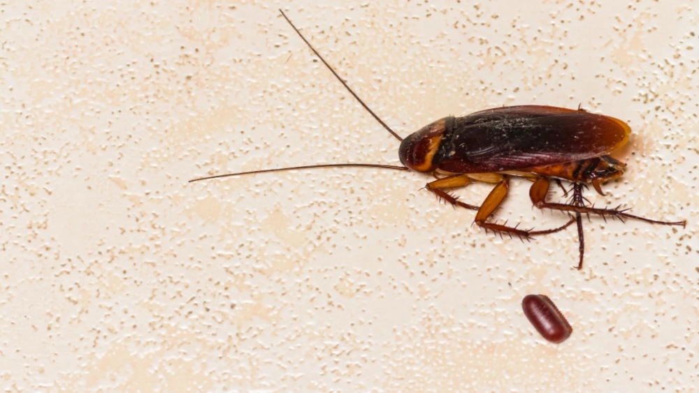 Dead cockroach with cockroach egg