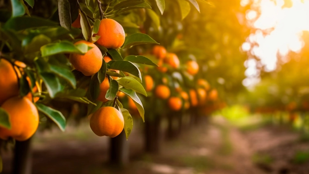 initial-hk-image-citrus-fusion-2.webp