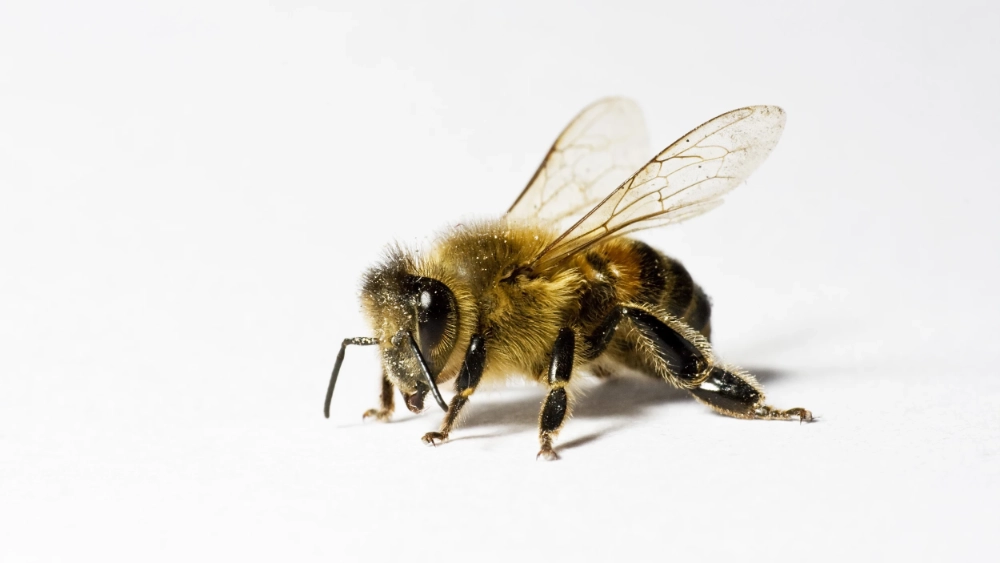 Honey Bee