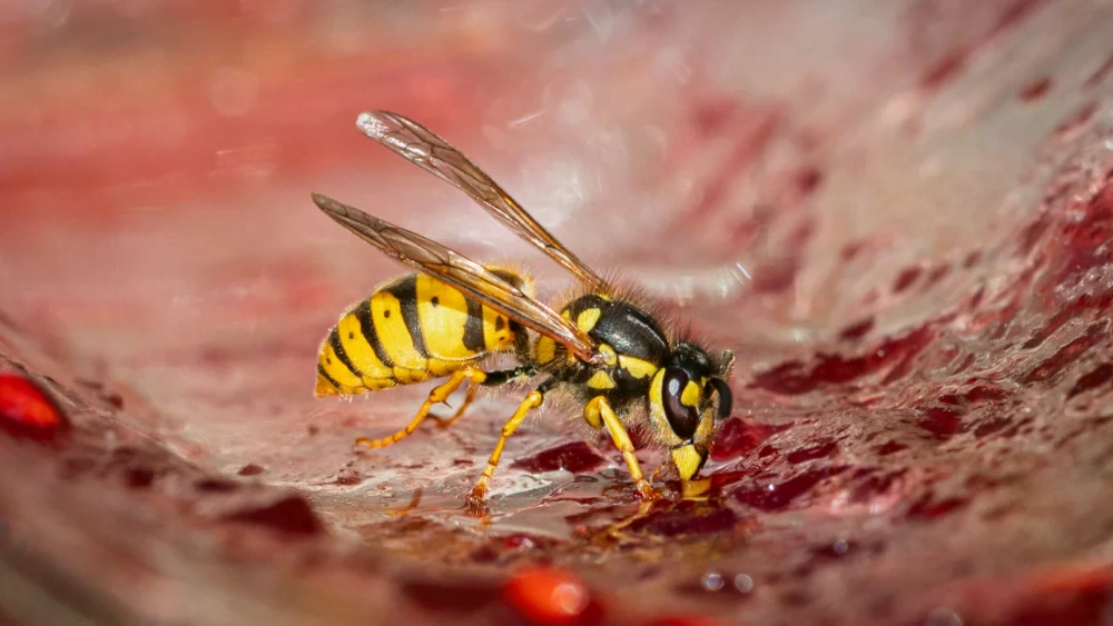 European wasp and English wasp