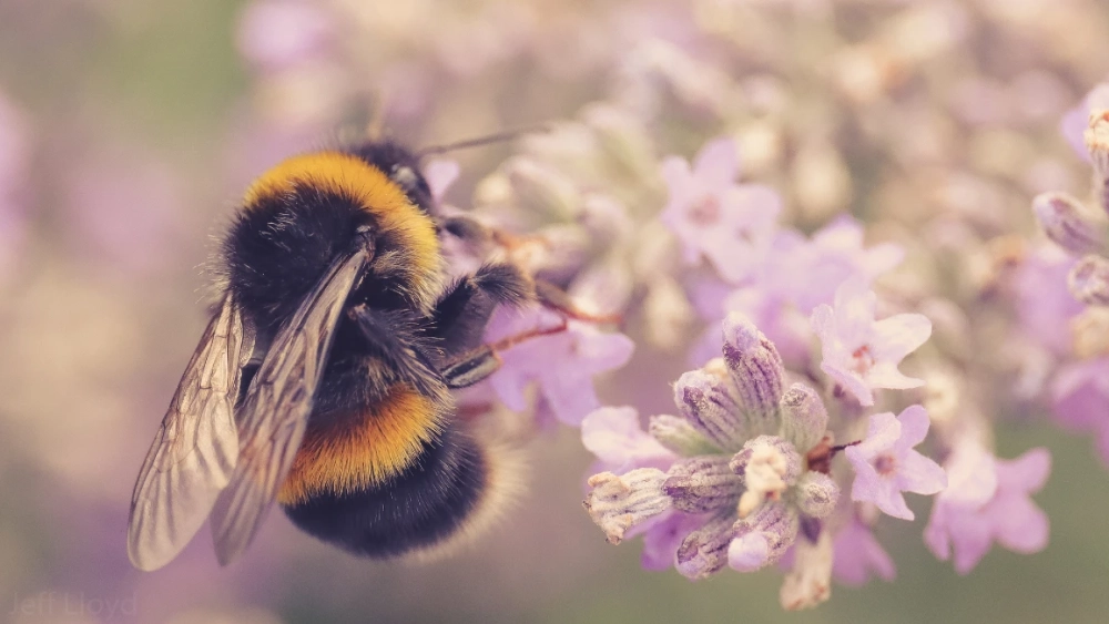 Bee