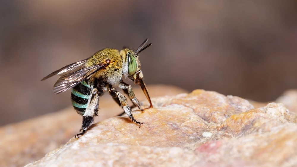 Mortar bee