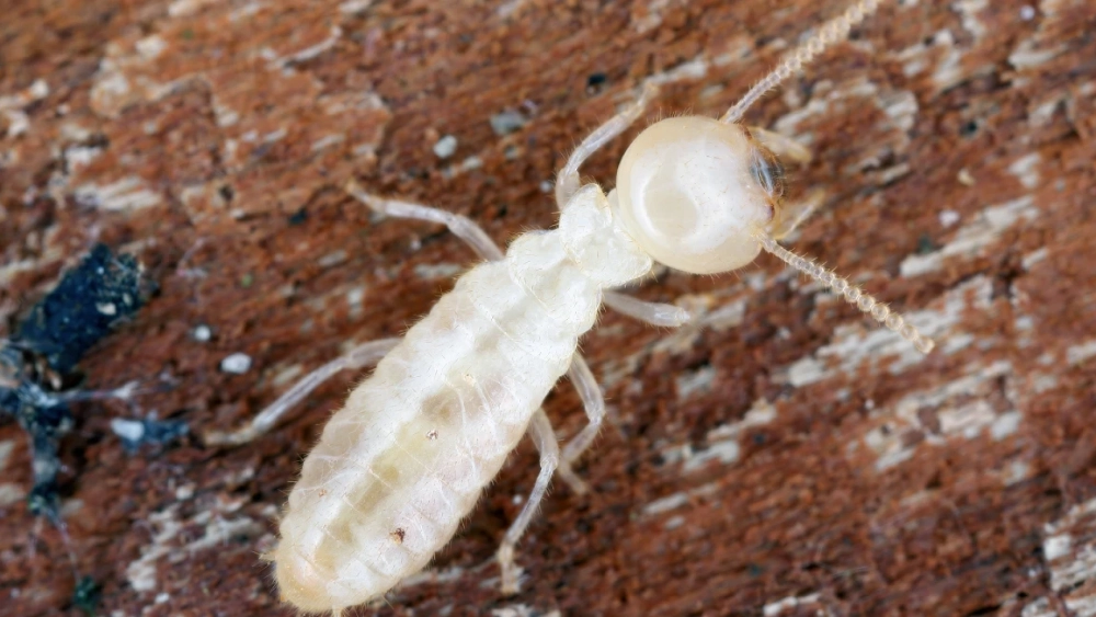 subterranean termite