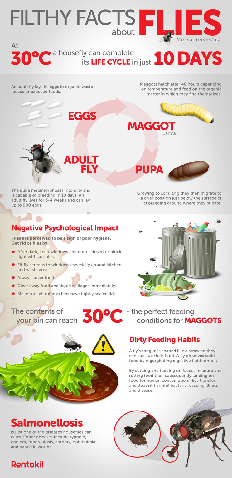 How To Get Rid of Small Flies in My House? - Rentokil Indonesia
