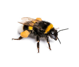 Pest control for Bee, Wasp, and Hornet Species