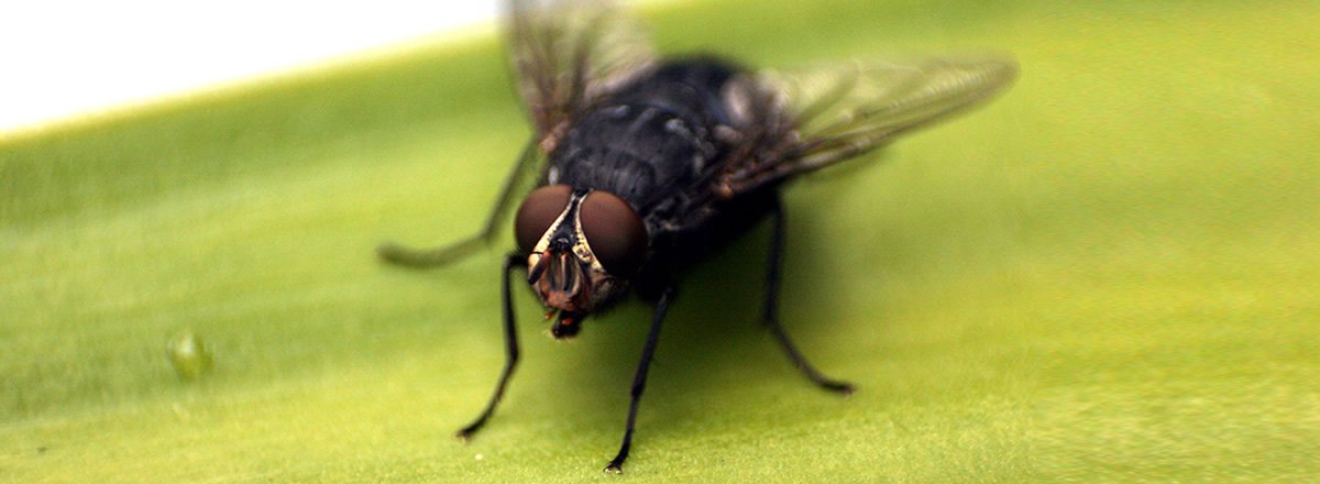 How To Get Rid of Small Flies in My House? - Rentokil Indonesia