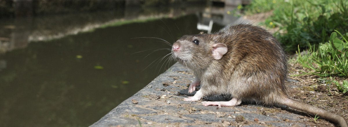 What Diseases Do Rats Carry? 35 Rodent-Borne Diseases