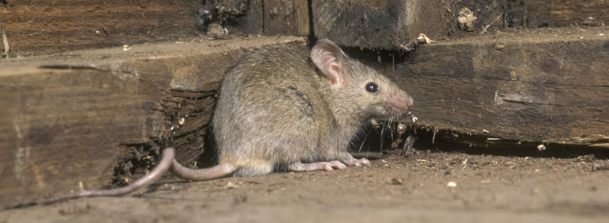 Rat Glue Traps (Pest Expert) 24 Pack – pestcontrolsupermarket