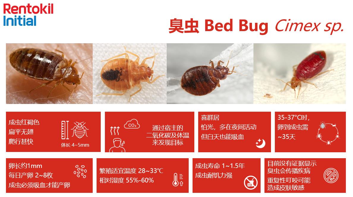 bed bug