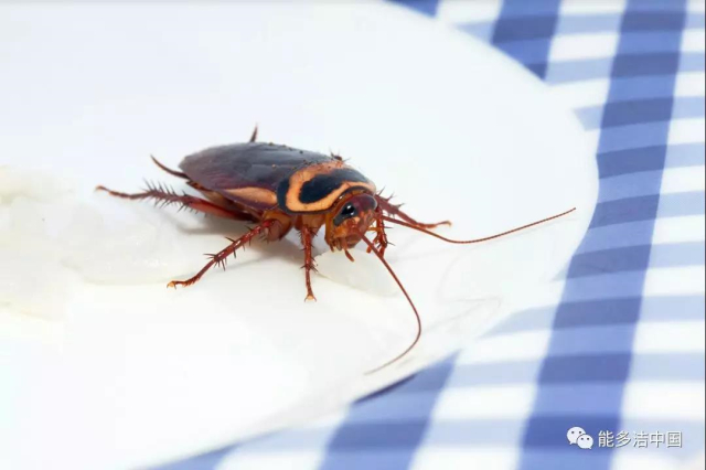 蟑螂小强就很喜欢钻孔藏缝