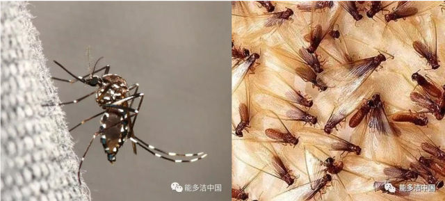 白蚁和蚊子
