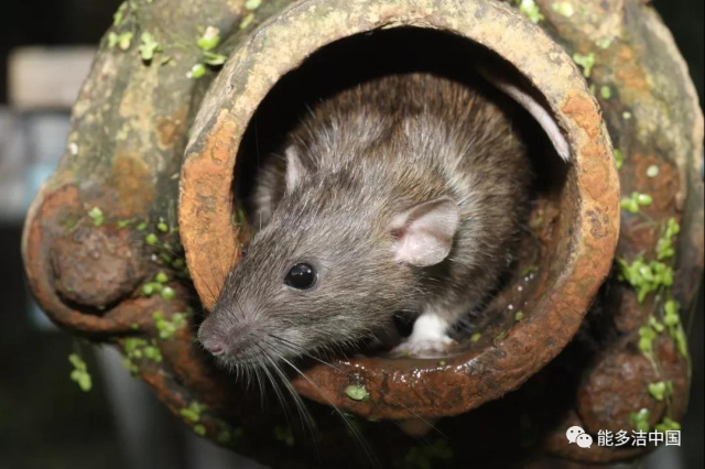 冬季是鼠类的繁殖与入侵高峰
