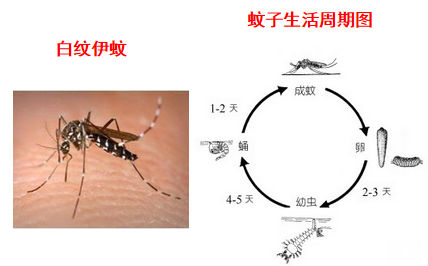 能多洁中国-登革热预警中文