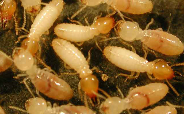 termite