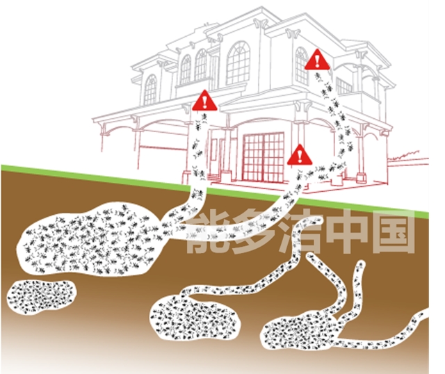 白蚁问题又被称为无烟的火灾，看似稳固的建筑物可能早已岌岌可危。每年的5、6月正是白蚁问题的爆发季，能多洁建议您通过以下方法及时发现身边的白蚁风险，并采取针对性的措施，防患于未然。