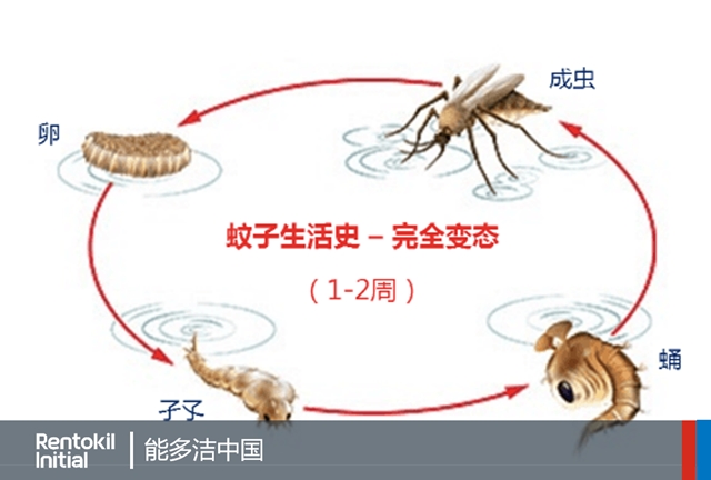 8月20日是“世界蚊子日”。蚊子能传播疟疾、登革热、寨卡等多种疾病，一年导致100多万人丧命。为此，作为全球领先的虫害防制专家，能多洁为您带来了突破性的“绿篱技术”，能够有效解决成虫触及不到以及防制效果持久性的问题。