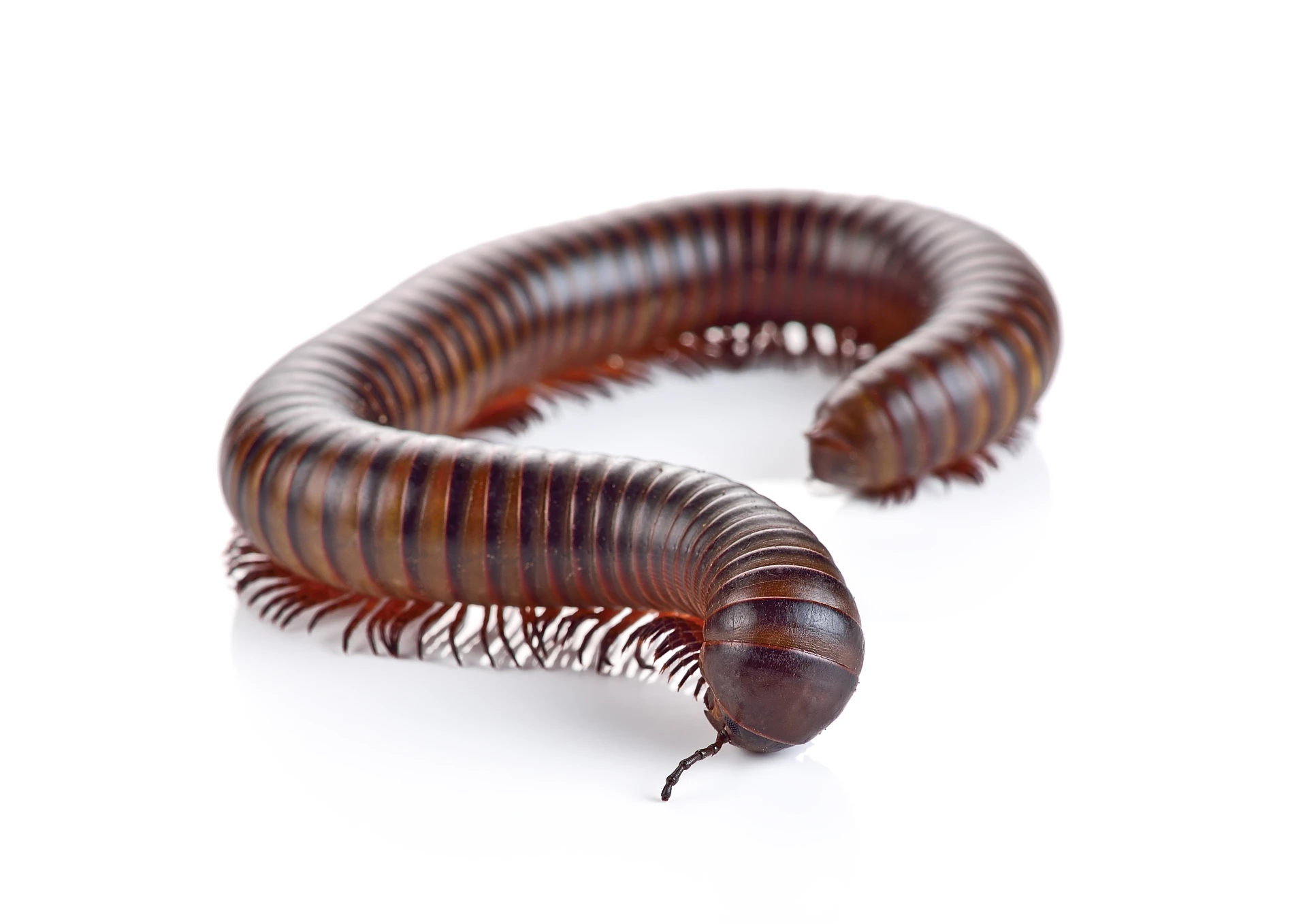 millipedes