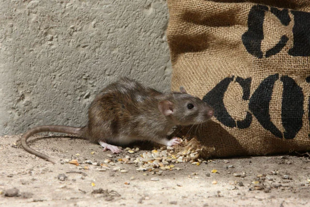 A brown rat eating scattered grains on the ground next to a burlap sack near a concrete wall.
