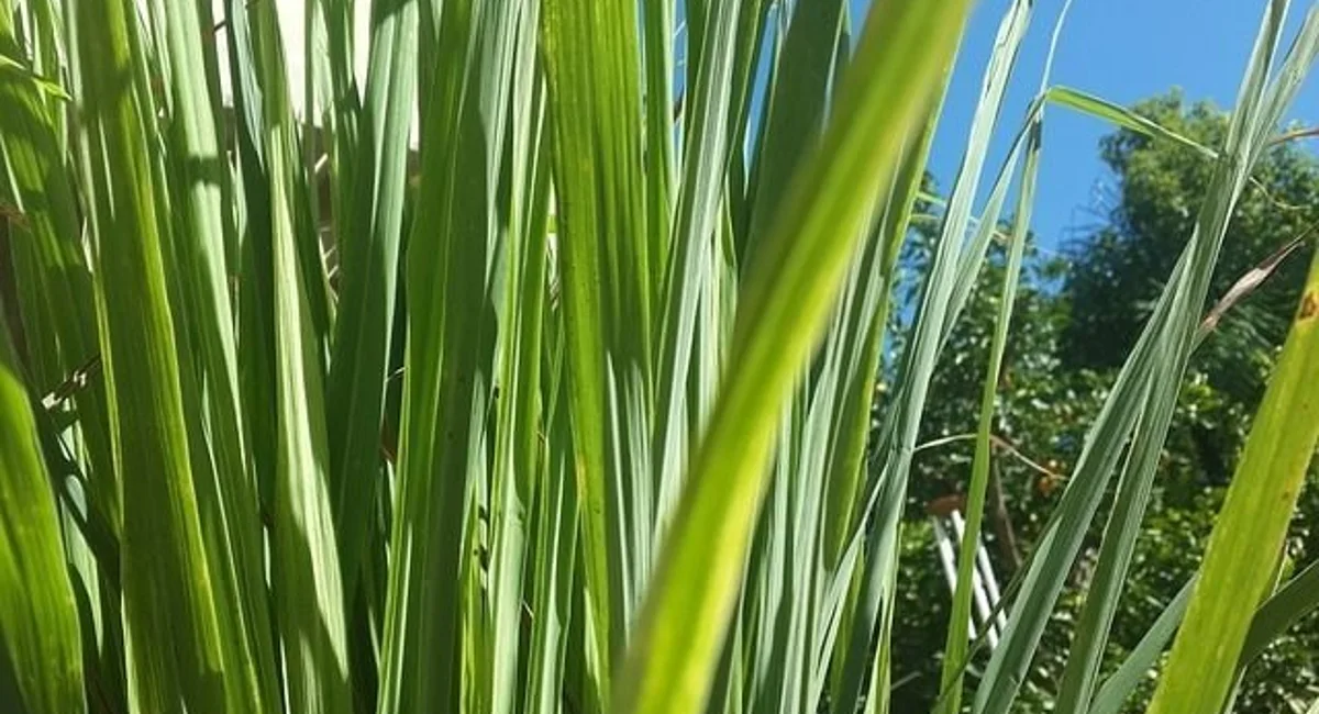 citronella-mosquito-repellent-plants
