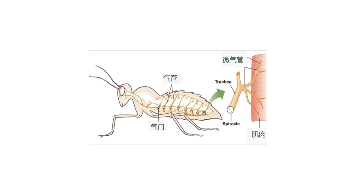 Insect Chinese 