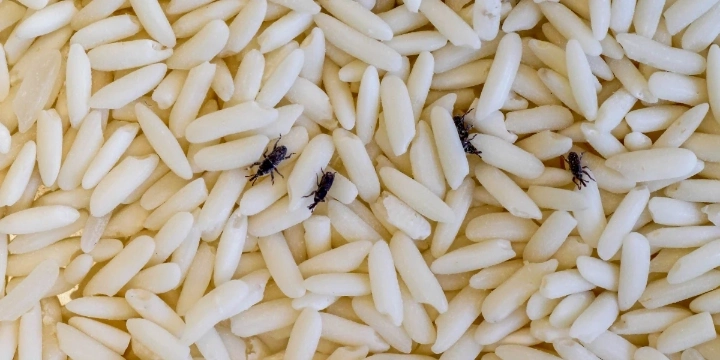 在大米粒上爬行的米象虫。