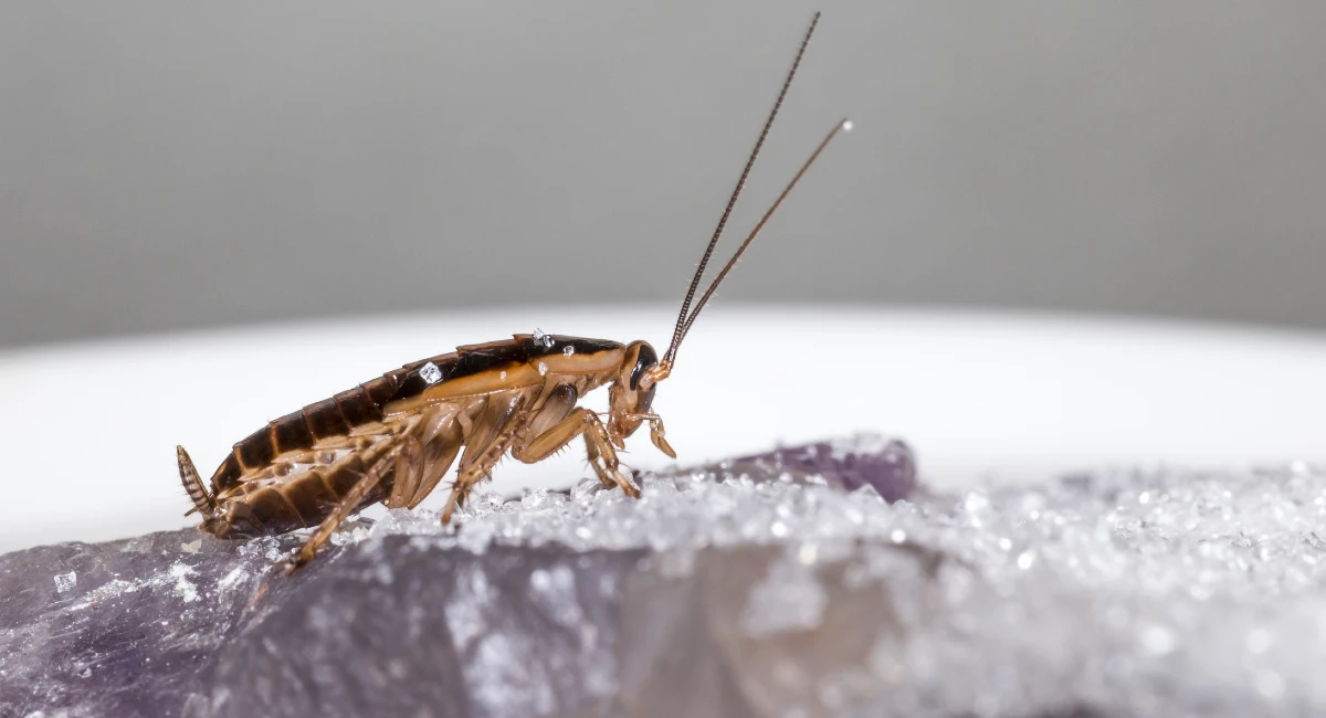 German cockroach