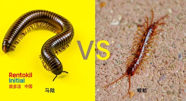 diplood-comparison