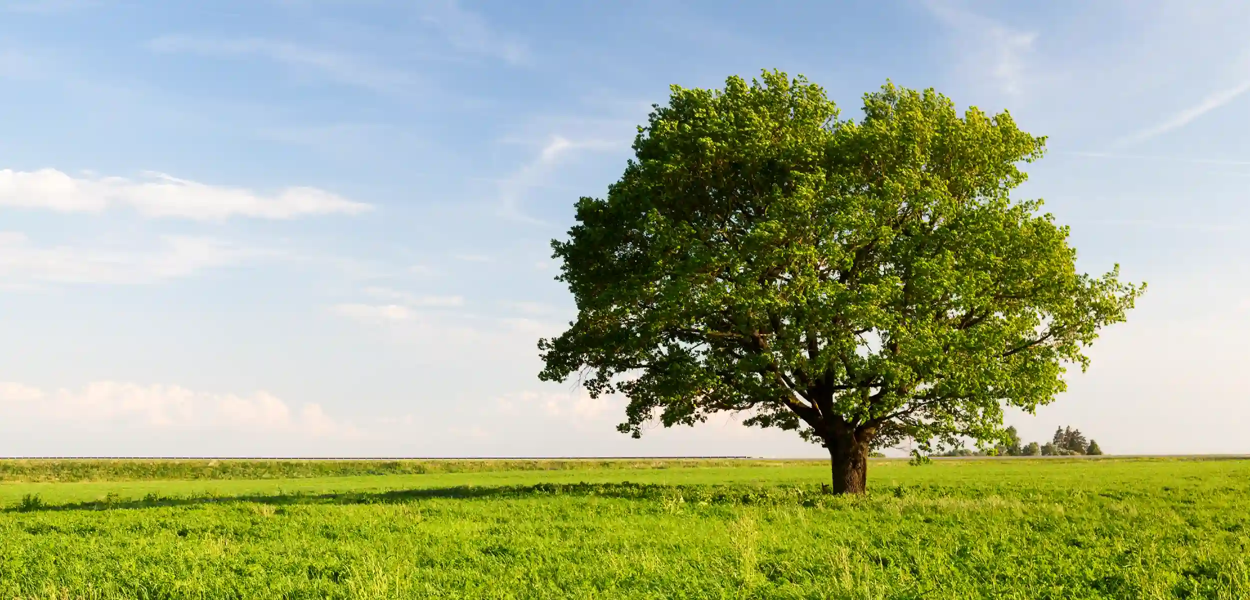 sustainability-field-tree