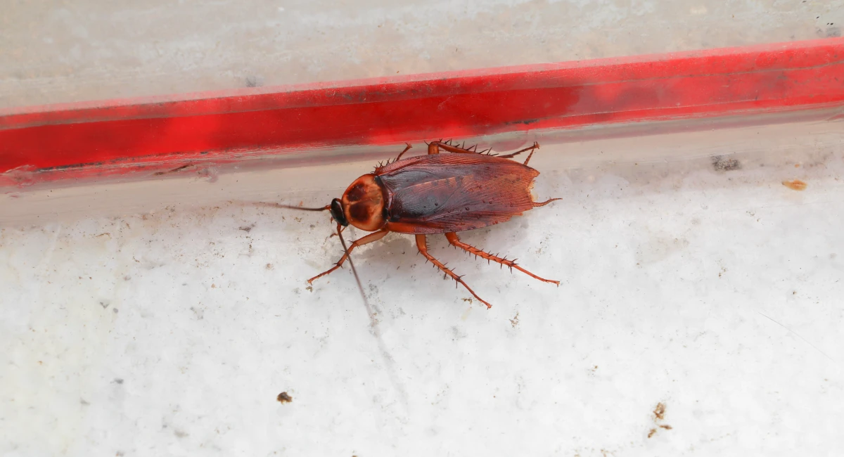 dead cockroach 