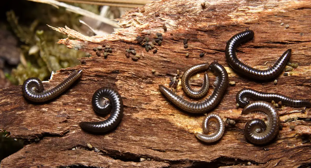 spirobolid-millipedes