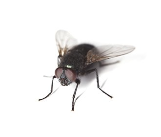 A blowfly with red eyes and translucent wings isolated on a plain white background.