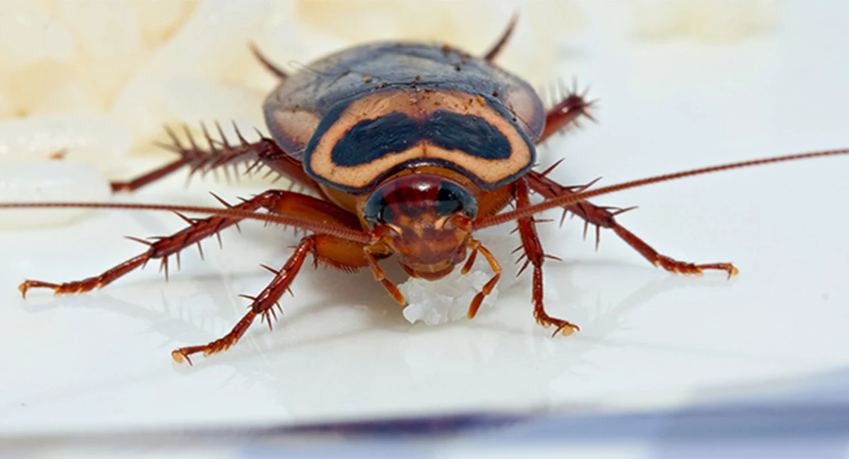 cockroaches eating food granules eating food granules