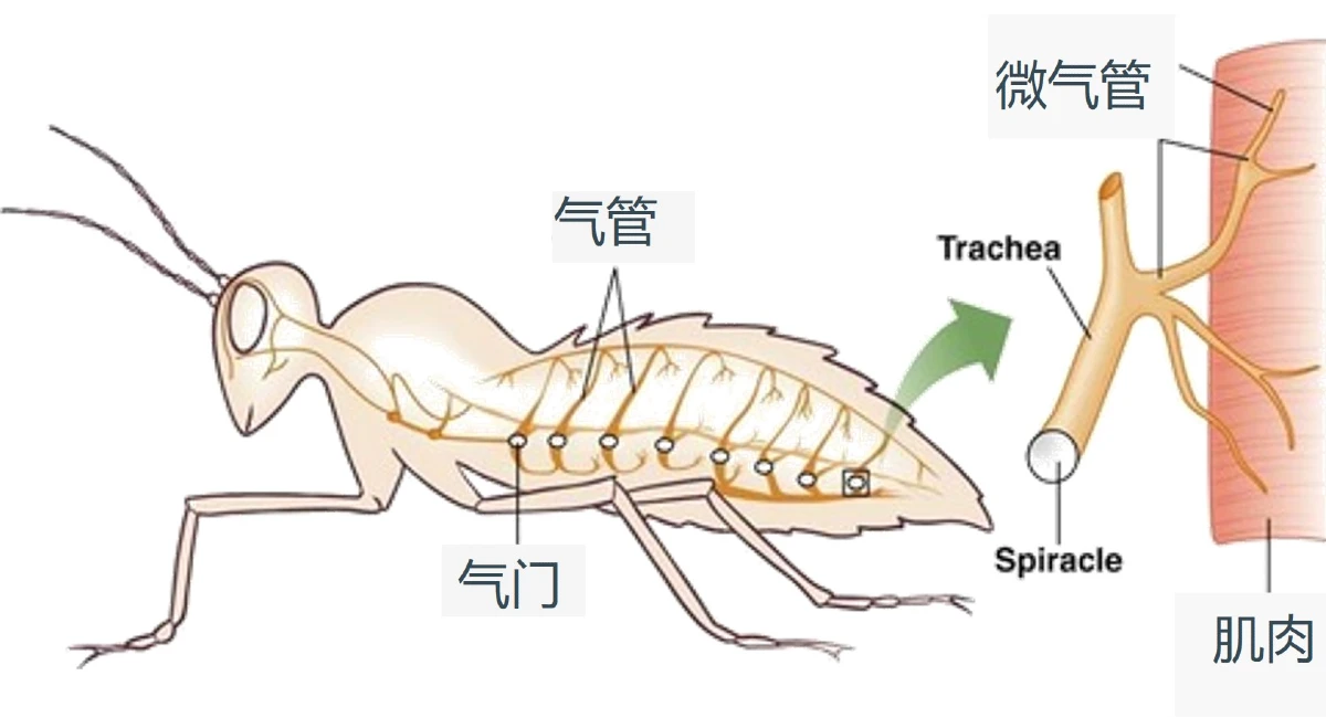 insect Chinese 