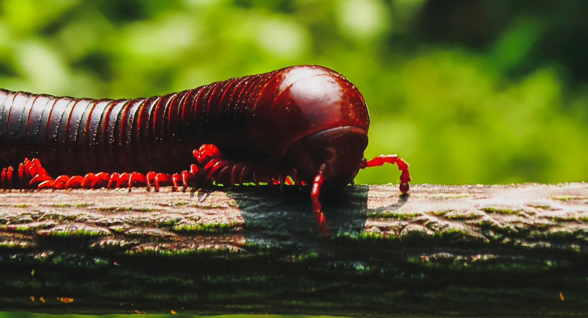 rusty-giant-millipedes