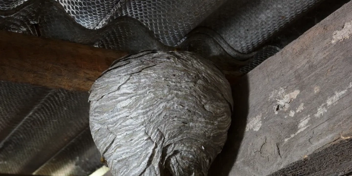 Wasp hive in the attic